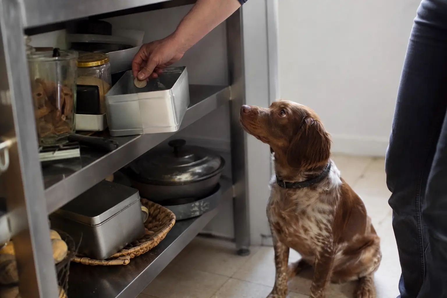 Main déposant des pièces dans une boîte métallique sur une étagère de cuisine, un chien assis au sol observant