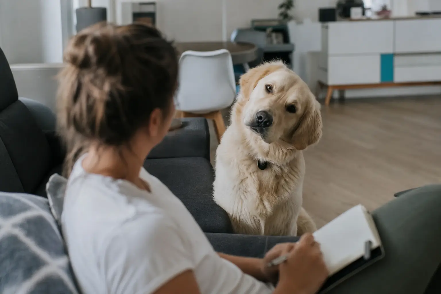 Chien à la tête penchée regardant son propriétaire assis sur le canapé avec un carnet