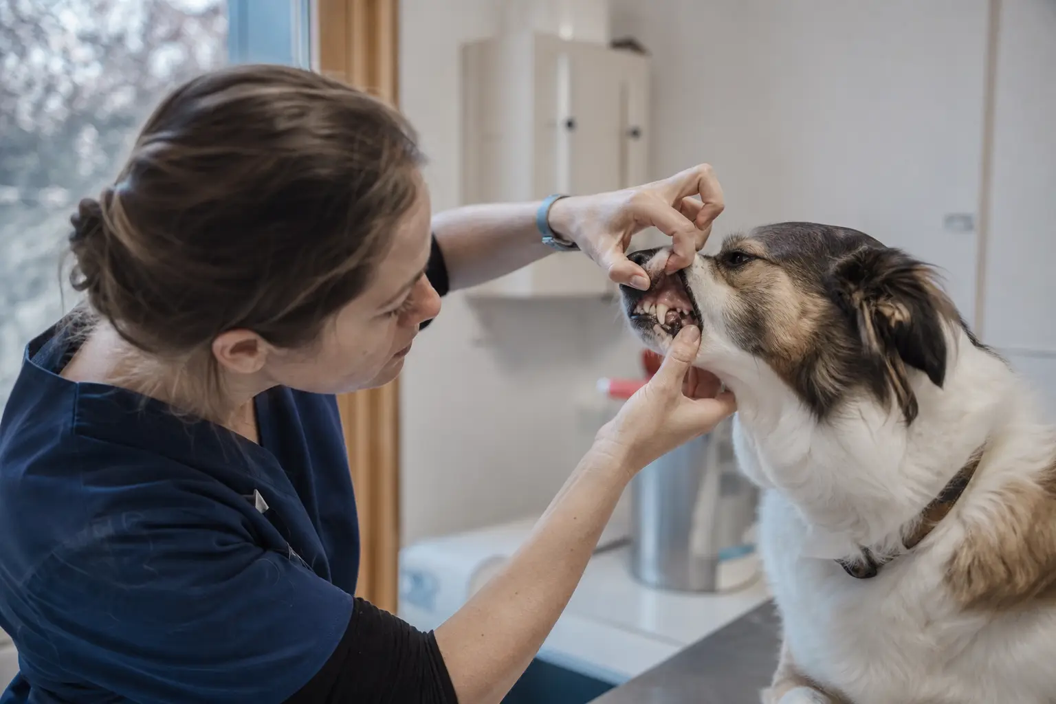 Vétérinaire soulevant délicatement la babine d'un chien pour examiner ses dents sur la table de consultation
